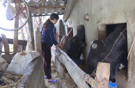 Thụ tinh nhân tạo – Giải pháp nâng cao chất lượng đàn bò