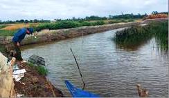 Bạc Liêu: Khá lên nhờ nuôi cua thâm canh