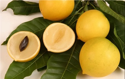 Làm giàu từ loài cây "độc, lạ"