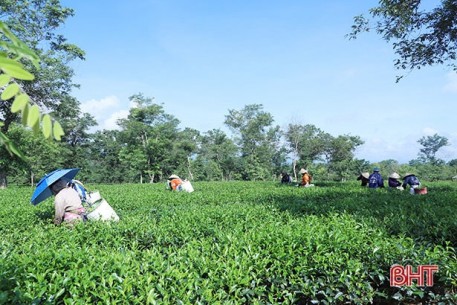 Chè xanh tốt, búp đều, người dân Hương Khê phấn khởi thu hái