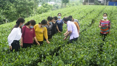 Thái Nguyên tiếp tục thực hiện mô hình sản xuất chè theo tiêu chuẩn hữu cơ