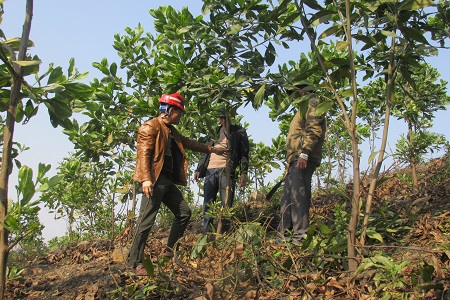 Xanh lại những cánh rừng