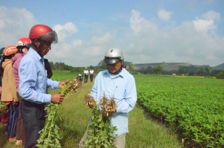 Quảng Ngãi: Hiệu quả từ mô hình thâm canh cây lạc trên đất lúa và màu kém hiệu quả