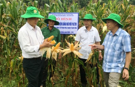 Quảng Bình: Đánh giá hiệu quả mô hình sản xuất thử nghiệm giống ngô PAC789