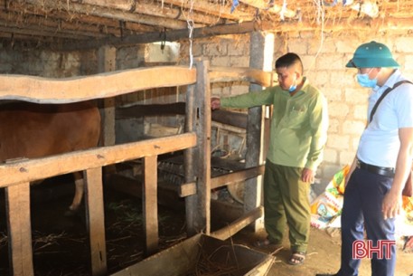 Gần 10 nghìn con trâu, bò ở Vũ Quang được tiêm vắc-xin viêm da nổi cục