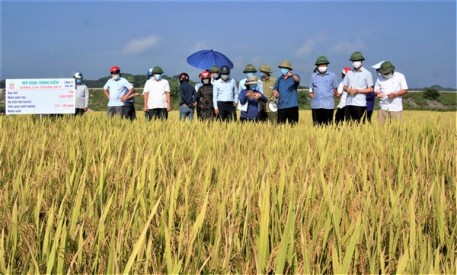 Hội thảo đầu bờ đánh giá kết quả các giống lúa mới trong vụ Xuân năm 2021