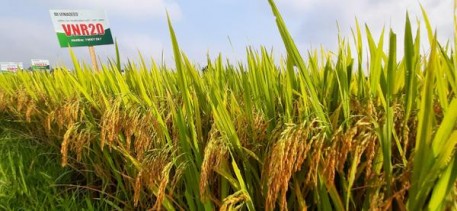 Hội thảo đầu bờ giống lúa mới VNR 20
