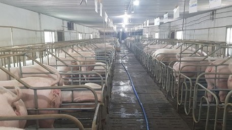 Nuôi heo bằng hệ thống lạnh phòng, chống dịch tả heo Châu Phi