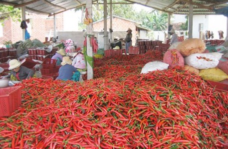 Xuất khẩu ớt trở lại sang Malaysia