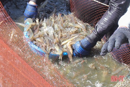 Đầu ra khó khăn, giá tôm vụ xuân hè tại Hà Tĩnh xuống thấp