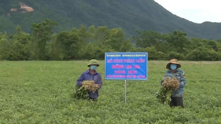 Hiệu quả mô hình “Sản xuất lạc giống mới trên vùng đất chuyên màu không chủ động tưới gắn với tiêu thụ sản phẩm” tại Thị xã Kỳ Anh