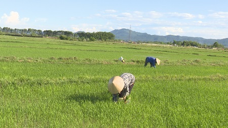 Nông dân Hà Tĩnh tập trung chăm sóc, phục hồi cây lúa phát triển sau ngập úng