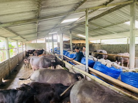 Hà Giang: Bí quyết làm giàu nhờ nuôi trâu