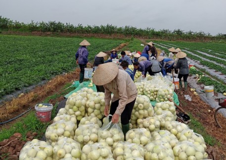 Bắc Ninh: Mô hình trồng dưa lê siêu ngọt cho hiệu quả kinh tế cao