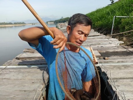 Tổ hợp tác nuôi cá lồng trên sông Trà Khúc