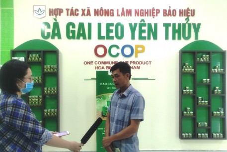 Nâng tầm cây dược liệu cà gai leo Yên Thủy