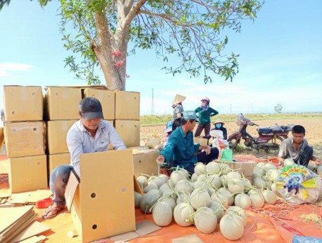 Nông dân trồng dưa lưới ngoài trời cho hiệu quả cao