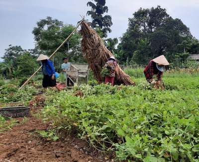 Yên Bái: Nông dân Lục Yên phấn khởi được mùa lạc xuân