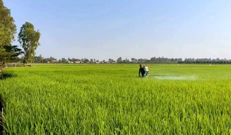 An Giang: Liên kết sản xuất giúp bà con yên tâm sản xuất