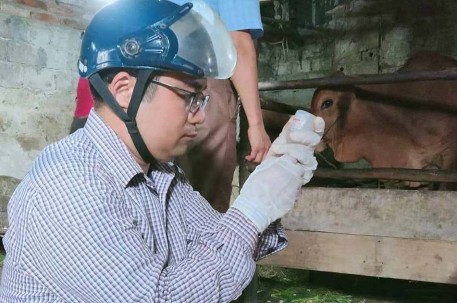 Thị xã Cửa Lò (Nghệ An) công bố hết dịch bệnh viêm da nổi cục trên đàn trâu bò