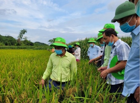 Yên Bái: Tiếp tục khảo nghiệm giống lúa Bắc Thơm 7 (có gen kháng bạc lá) vụ Mùa 2021