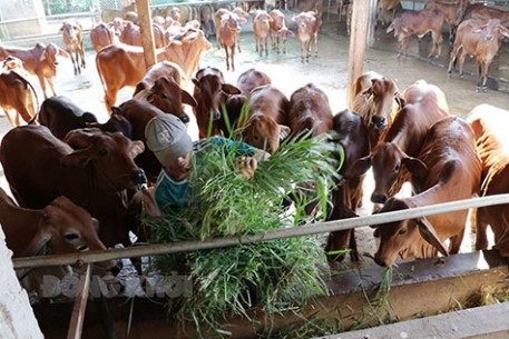 Xây dựng mô hình chăn nuôi thích ứng với biến đổi khí hậu