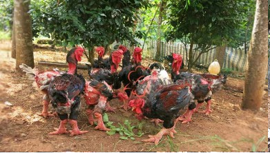 Kỹ thuật nuôi Gà Đông tảo thả vườn
