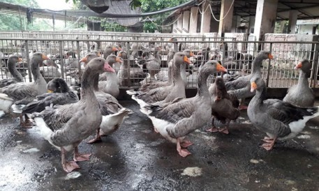 Kỹ thuật nuôi ngỗng thịt