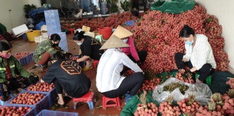 Lục Ngạn triển khai các phương án chế biến, tiêu thụ vải thiều