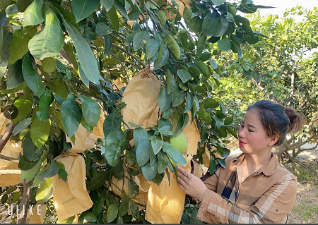 Cô gái nhỏ bé với ước mơ mở rộng thị trường bưởi Phúc Trạch