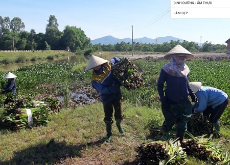 Nguồn thu bất ngờ từ cây bèo lục bình đối với người dân Hà Tĩnh