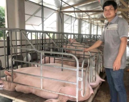 Chăn nuôi heo công nghệ cao giúp tăng hiệu quả kinh tế