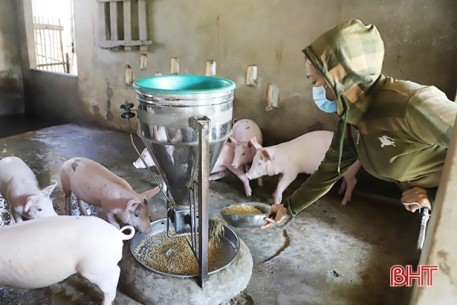 Giá thức ăn, con giống tăng cao, người chăn nuôi lợn ở Hà Tĩnh ngại đầu tư lớn