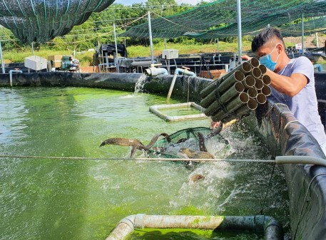 Khởi nghiệp với mô hình nuôi cá chạch lấu