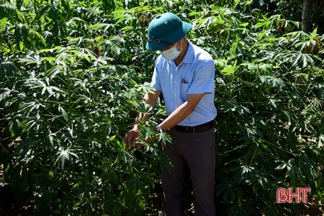 Sử dụng giống mới, gần 1.300 ha sắn nguyên liệu ở Kỳ Anh thoát bệnh khảm lá