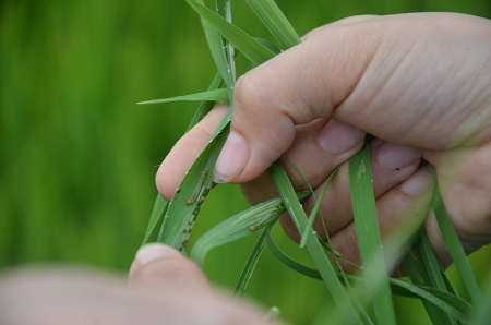 Tập trung chăm sóc lúa Hè Thu giai đọan giữa và cuối vụ