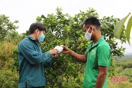 Nông dân Hà Tĩnh chăm sóc cam, bưởi sau mưa