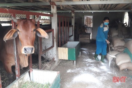 Vũ Quang qua 25 ngày không ghi nhận trâu, bò nhiễm bệnh viêm da nổi cục