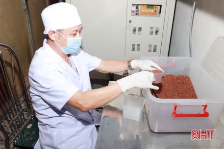 Cựu giáo chức ở Hà Tĩnh nuôi trồng thành công nấm đông trùng hạ thảo