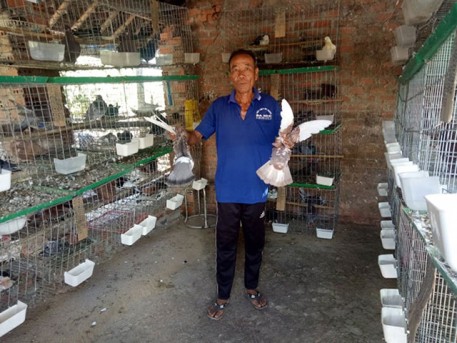 Nuôi chim bồ câu Pháp có thu nhập khá
