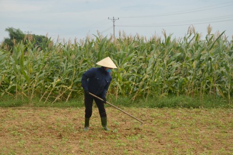 Hương Khê tập trung đẩy nhanh tiến độ sản xuất cây trồng cạn