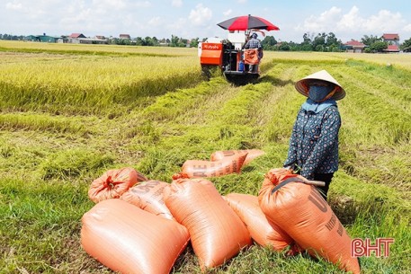 Nông dân Thạch Hà hối hả thu hoạch lúa hè thu