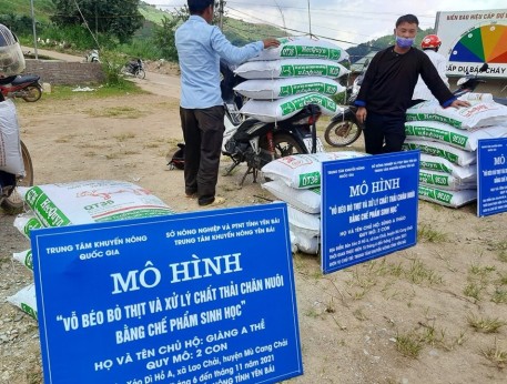 Yên Bái: Triển khai mô hình vỗ béo bò thịt và xử lý chất thải chăn nuôi bằng chế phẩm sinh học