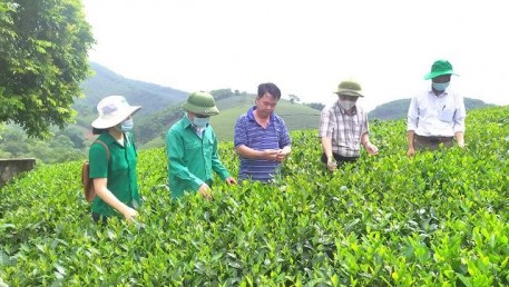 Phú Thọ: Hiệu quả từ mô hình quản lý cây trồng tổng hợp (ICM) gắn với dịch vụ bảo vệ thực vật
