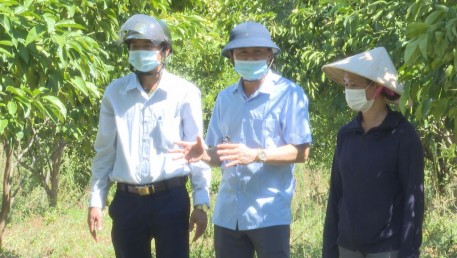 Kỳ Thượng hiệu quả từ các mô hình trồng cây ăn quả, nuôi ong lấy mật