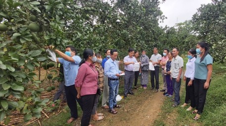 Phú Thọ: Mô hình thâm canh tăng năng suất, chất lượng gắn với tiêu thụ sản phẩm bưởi
