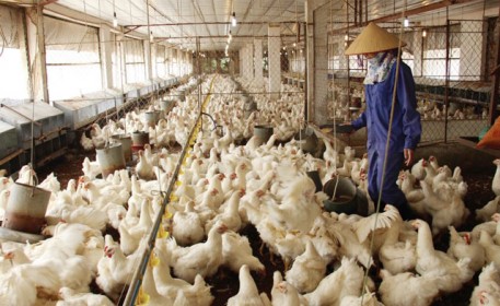 Một số điểm bất cập về văn bản quy phạm pháp luật trong lĩnh vực chăn nuôi