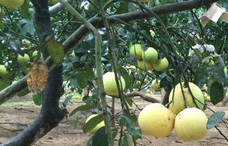 Hà Tĩnh: Tháo gỡ khó khăn hỗ trợ bà con tiêu thụ sản phẩm bưởi Phúc Trạch trong bối cảnh dịch Covid-19