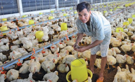 Cấp bách tìm đầu ra