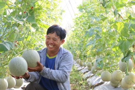 Quảng Ngãi: Trồng dưa lưới cho thu nhập cao